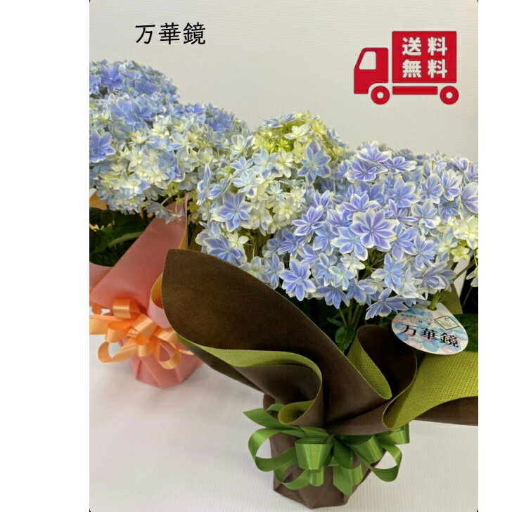 【母の日プレゼント】母の日　母の日ギフト◇アジサイ（紫陽花）◇【ラッピング付】【送料無料】万華鏡 筑紫ルビー　ひな祭り　アメジストレボリューション　ダンスパーティー　あかね雲　5号鉢