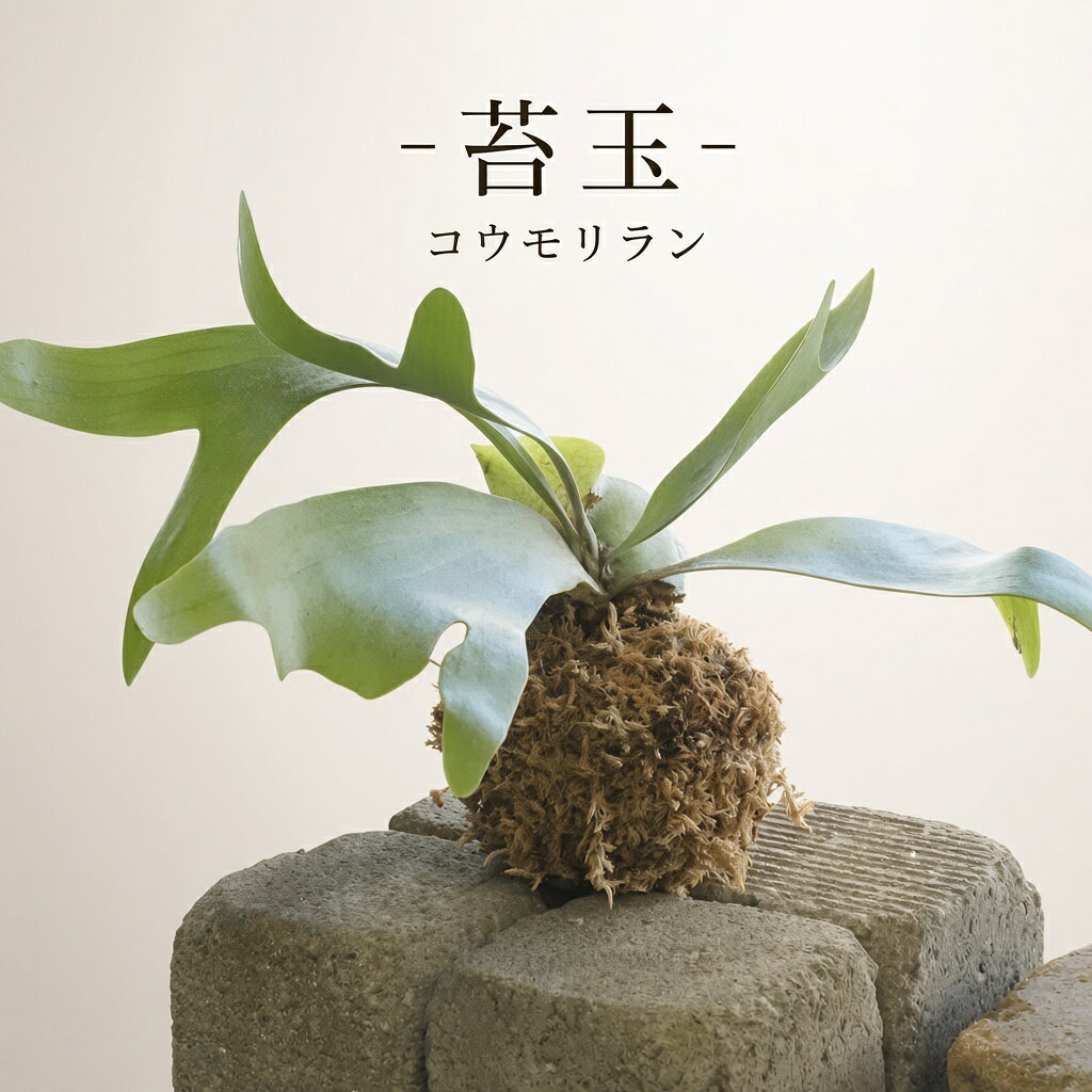 楽天市場】苔玉 コウモリランの通販