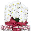 【北海道お届け専用】胡蝶蘭 ※4〜5輪咲き 白大輪 3本立ち 27輪以上 ※つぼみ込み【営業日昼12時迄の注文で翌々日出荷】胡蝶蘭 3本立ち 胡蝶蘭 送料無料 ...