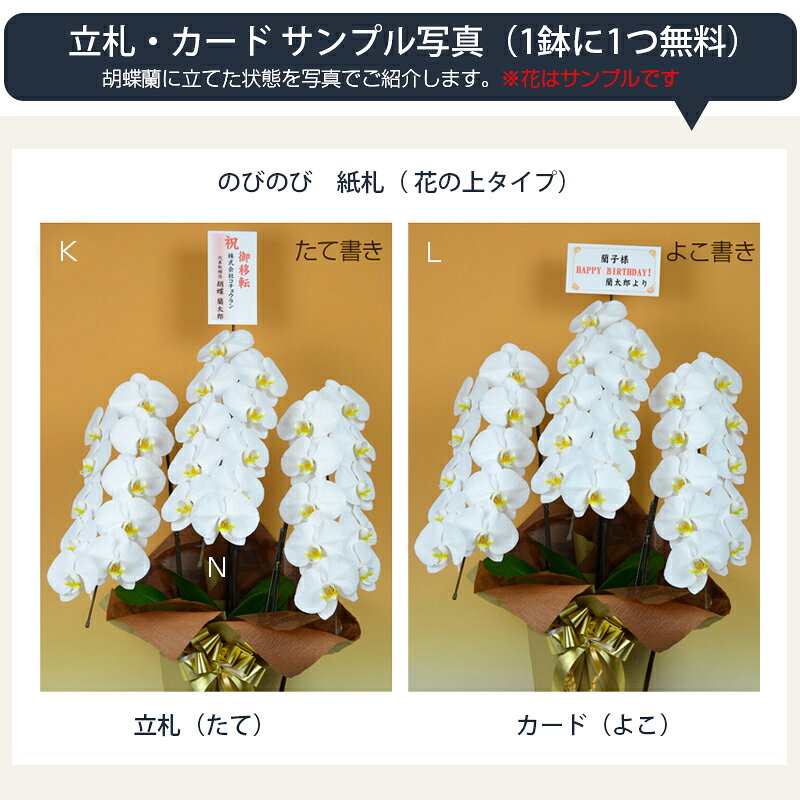 金箔蘭 胡蝶蘭 白大輪3本立ち 33輪以上【営業日昼12時迄の注文で翌日出荷】