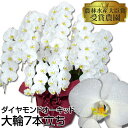 ダイヤモンドオーキッド 胡蝶蘭7本立ち 63輪以上 商標出願済商品【佐川】