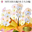 彩り豊富なカラー胡蝶蘭 MIYABI コットンキャンディ 大輪3本立ち 24輪以上【平日12時迄の注文で翌日出荷】青い 胡蝶蘭 黄色 ピンク オレンジ ブルー