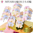 彩り豊富なカラー胡蝶蘭 MIYABI コットンキャンディ 大輪5本立ち 45輪以上【平日12時迄の注文で翌日出荷】青い 胡蝶蘭 黄色 ピンク オレンジ ブルー ...