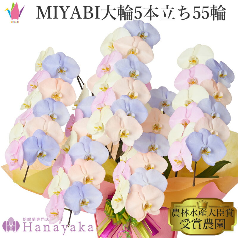 彩り豊富なカラー胡蝶蘭 MIYABI　コットンキャンディ 大輪5本立ち 55輪以上【平日12時迄の注文で翌日出荷】青い 胡蝶蘭 黄色 ピンク オレンジ ブルー カラフル