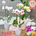 胡蝶蘭 カララL (ミニミディ) 2本立ち ラッピングリニューアル★ 花 テーブル胡蝶蘭 ミニ胡蝶蘭 お祝い お誕生日 お礼 仏用 御供え 父の日 母の日 ギフト ※KG