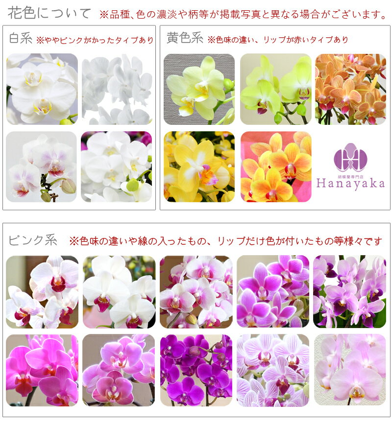 胡蝶蘭 カララL （ミニミディ） 2本立ち 花 テーブル胡蝶蘭 ミニ胡蝶蘭 お祝い お誕生日 お礼 仏用 御供え 父の日　母の日　ギフト ※KG