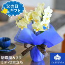 胡蝶蘭 父の日 ギフト2020 カララ(ミディ)2本立ち ランランファーザー★2 ※EV - 胡蝶蘭専門店 はなやか