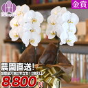 胡蝶蘭 大輪 2本立ち 12輪以上 コンパクトな大輪 送料無料 胡蝶蘭 お祝い 花 プレゼント 贈り物 お供え お誕生日 引越し 開店祝い 開業祝い 移転祝い ...