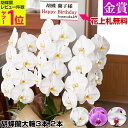 胡蝶蘭 遅れてごめんね敬老の日にも【19周年記念★お買い得商品】画像配信あり!花上木目柄札・豊富なラッピング無料! 大輪3本立ち24輪(つぼみ込) 大輪2本立ち...