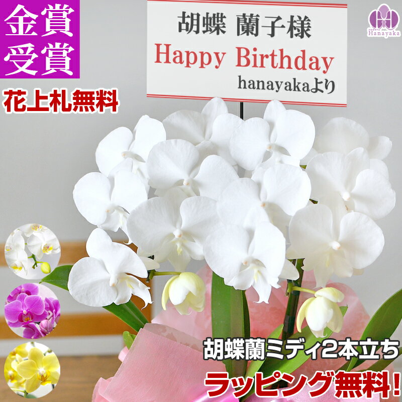 胡蝶蘭 ミディ 2本立ち　写真配信ありラッピング、カード付き 母の日　お祝い 花 プレゼント 贈り物 お供え 誕生日 開院 開店 開業 移転 就任 還暦 仏花 鉢花 ギフト MD（楽天・胡蝶蘭専門店　はなやか）