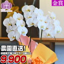 胡蝶蘭 大輪 3本立ち 18輪(つぼみ込) ギフト お祝い 花 プレゼント 贈り物 お供え お誕生日 引越し 開店祝い 開業祝い 移転祝い 還暦 仏花 お歳暮 ...