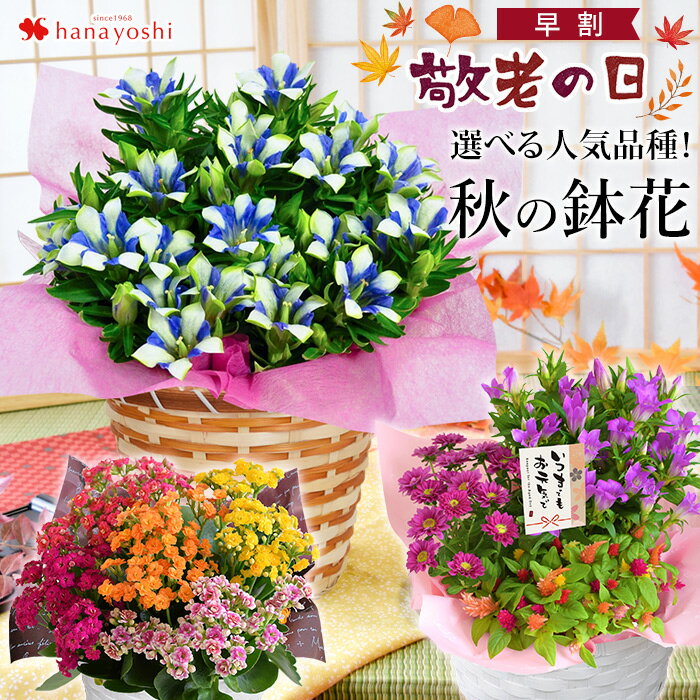 早割 2022 敬老の日 プレゼント ギフト 花 送料無料 りんどう 白寿 長寿 カランコエmix植え 大きな5号鉢 鉢植え バスケット付＜つぼみがちな状態でお届け＞敬老の日プレゼント お花 敬老の日ギフト リンドウ おじいちゃん おばあちゃん 人気 花鉢 鉢花