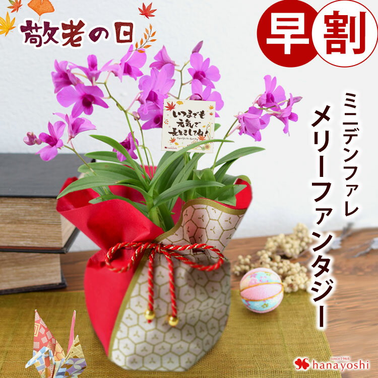 早割 敬老の日 2024 プレゼント ギフト 送料無料 気品の蘭を贈る デンファレ メリーファンタジー 敬老の日ギフト 花 鉢花 敬老の日プレゼント 鉢植え 花鉢 お花 おばあちゃん 祖母 プレゼント 敬老 祝い 洋ラン 蘭 フラワーギフト 贈り物 孫から 秋 敬老の日のサムネイル