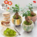 早割 敬老の日 花 プレゼント ガジュマル 多幸の木 の 盆栽 と 和菓子 くるみの月 か 抹茶わらび餅 選べる 花とスイーツ セット フラワーギフト 敬老 鉢植え 鉢花 甘味 お菓子 観葉植物 敬老の日ギフト おじいちゃん おばあちゃん 2025