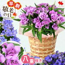 早割 敬老の日 花 八重咲き りんどう 「 アシロブーケ 」ギフト プレゼント 花とスイーツ セット お菓子 くるみの月 フラワーギフト 敬老 鉢植え 鉢花 花...