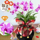 早割 敬老の日 デンファレ メリーファンタジー プレゼント ギフト 花 鉢植え 花鉢 希少品種 敬老の日ギフト 鉢花 敬老の日プレゼント 珍しい お花 おばあちゃん 祖母 祖父 プレゼント 敬老 祝い 洋ラン 蘭 フラワーギフト 贈り物 孫から 孫 2025 送料無料