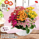 早割 敬老の日 花 鉢植え 花鉢 プレゼント ギフト 八重咲き カランコエ のカラフル 寄せ植え バスケット付 敬老の日プレゼント 鉢花 敬老の日ギフト 祖母 ...