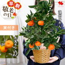 早割 敬老の日 花 鉢植え 花鉢 プレゼント ギフト 実付でお届け 果樹 in バスケット 果実 温州みかん 蜜柑 美柑 みかん ミカン 大実金柑 金柑 キンカン 柑橘 敬老の日ギフト 敬老の日プレゼント 鉢花 珍しい 祖父 祖母 鉢 敬老 贈り物 2025 送料無料
