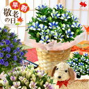 早割 敬老の日 花 花鉢 「 りんどう 鉢植え 白寿 長寿 八重咲 蒼孔雀 5号鉢 」プレゼント ギフト わんちゃん 鉢花 バスケット付 敬老の日プレゼント 敬...