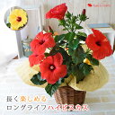 モリヒロ園芸さんの季節の鉢花ハイビスカス 選べる2色 鉢植え...