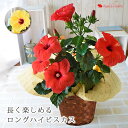 モリヒロ園芸さんの季節の鉢花ロングライフハイビスカス 選べる
