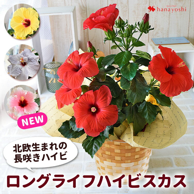 モリヒロ園芸さんの季節の鉢花ロン