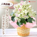 ブーゲンビリア ブライダルピンク 鉢植え 5号鉢お誕生日 プレゼント 花 祖父 退職祝い 誕生日 ギフト フラワーギフト 記念日 お祝い 結婚祝い 退職祝い 開...