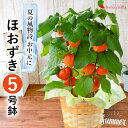 夏の風物詩 ほおずき バスケット プラスチック鉢ホウズキ 鬼灯 ホオズキ 鉢植え お誕生日 プレゼント 花 祖父 退職祝い 記念日 誕生日 お祝い 開店祝い 和...
