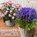 鉢植え プレゼント ギフト 花 送料無料 花由厳選!選べる季...