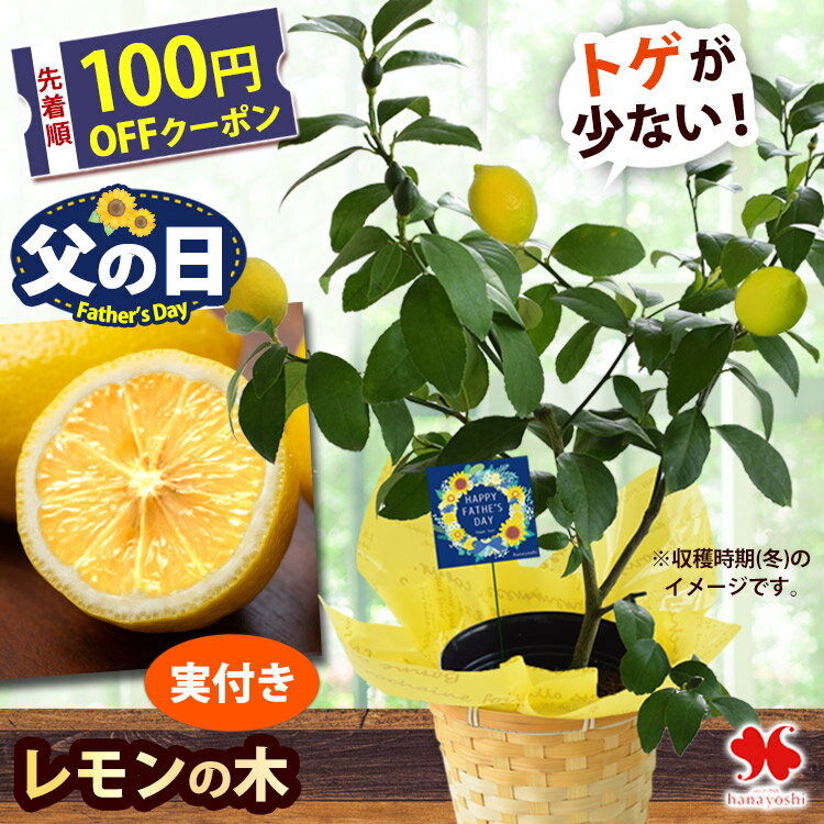 父の日 花 ギフト 鉢植え 果樹 健康果実 レモン 5号（実付き）鉢植 バスケット付 フルーツ 果物 果実 プレゼント 贈り物 果樹鉢 植物 ガーデニング 家庭菜園 趣味 父の日ギフト 父の日プレゼント お父さん 5000円 60代 70代 義父 2026 フラワーマーケット花由