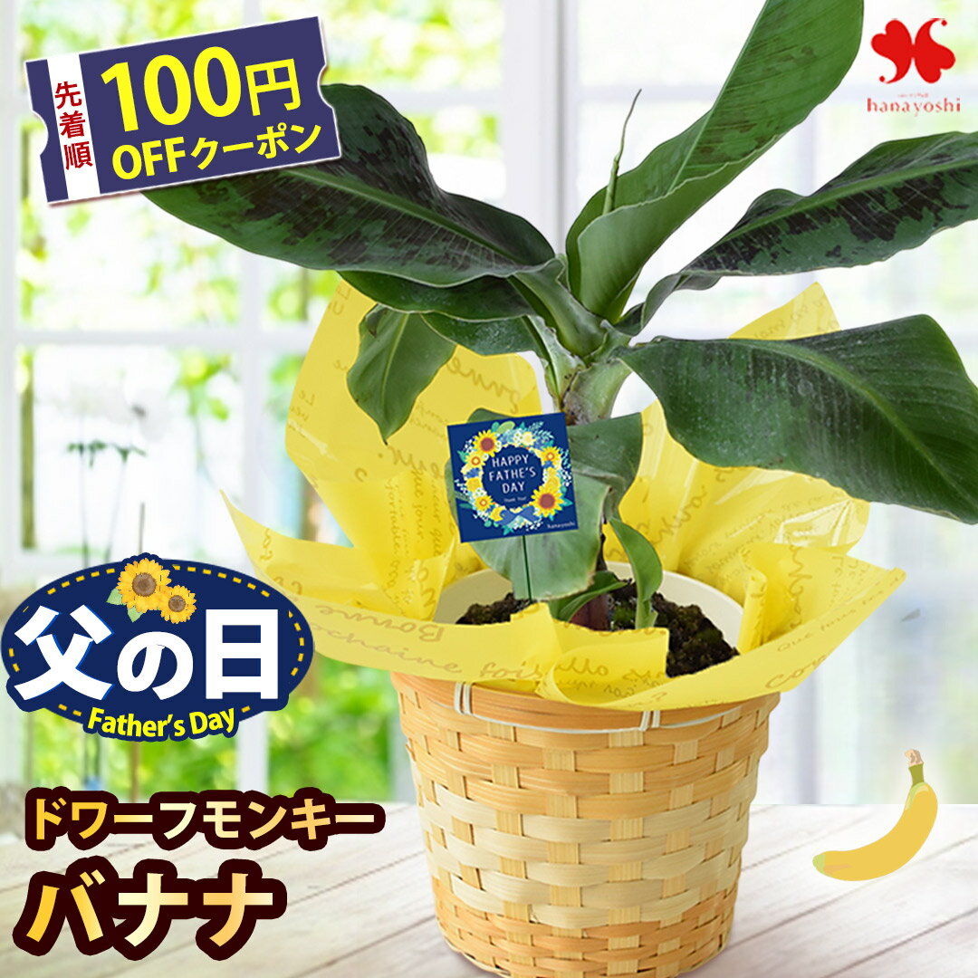 父の日 花 ギフト 鉢植え 果樹 バナナ 4.5号 鉢植 バスケット付 観葉植物 プレゼント 贈り物 果樹鉢 植物 ガーデニング 家庭菜園 趣味 父の日ギフト 父の日プレゼント お父さん 5000円 60代 70代 義父 2026 フラワーマーケット花由