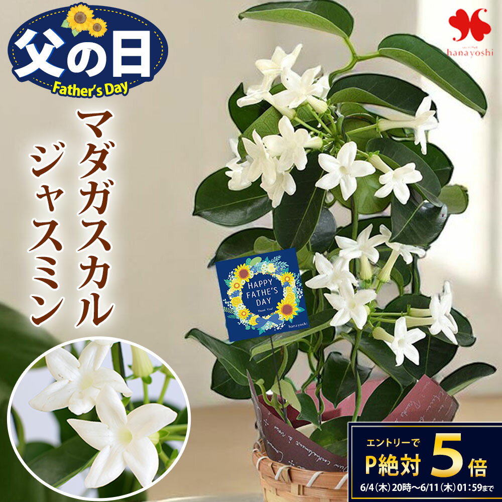 楽天市場】キウイ つる（花・観葉植物｜花・ガーデン・DIY）の通販