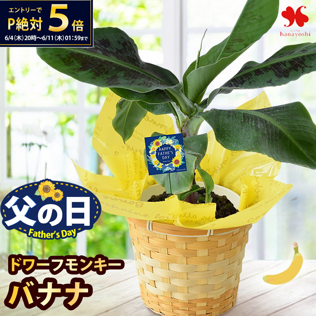 【SS×ポイント5倍】父の日 花 ギフト 鉢植え 果樹 バナナ 4.5号 鉢植 バスケット付 観葉植物 プレゼント 贈り物 果樹鉢 植物 ガーデニング 家庭菜園 趣味 父の日ギフト 父の日プレゼント お父さん 5000円 60代 70代 義父 2026 フラワーマーケット花由