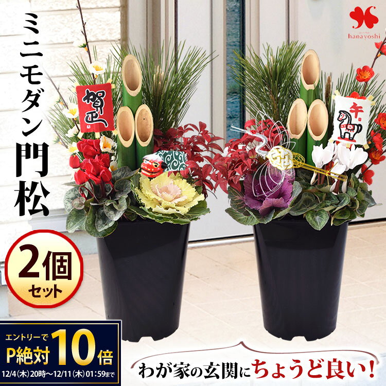 胡蝶蘭 苗(花芽2本) 4,000円(税別)【胡蝶蘭 花苗 開花株 成熟株 洋ランの苗 胡蝶蘭栽培 育て方 上級者向け】【ko】【ya】【2up】