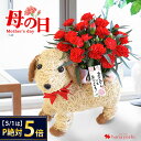 【先着300円クーポン&5/1は5倍】母の日 花 犬 鉢植え プレゼント カーネーション わんちゃんバスケット 赤 花鉢 鉢花 多年草 ドッグ アニマル 犬好き...