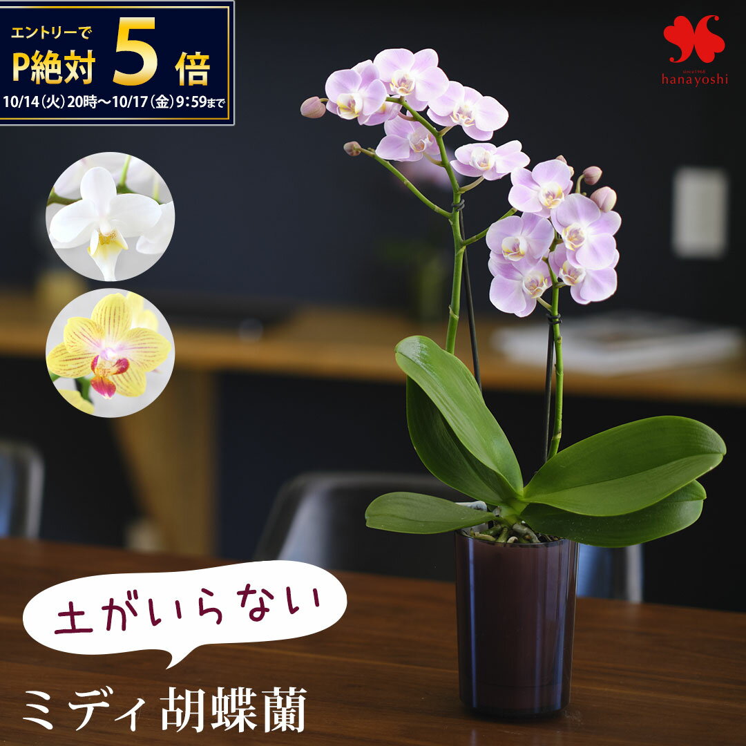 楽天フラワーマーケット花由【10/14 20時～★エントリーで5倍】産地直送 椎名洋ラン園さんの 土がいらない ミディ胡蝶蘭 コチョウラン「ranto」 サイズと 花 と器の色が選べる 胡蝶蘭 底面給水 水耕栽培 蘭 洋蘭 鉢植え 鉢花 手間いらず おしゃれ お祝い ギフト プレゼント ラン 誕生日 退職祝い