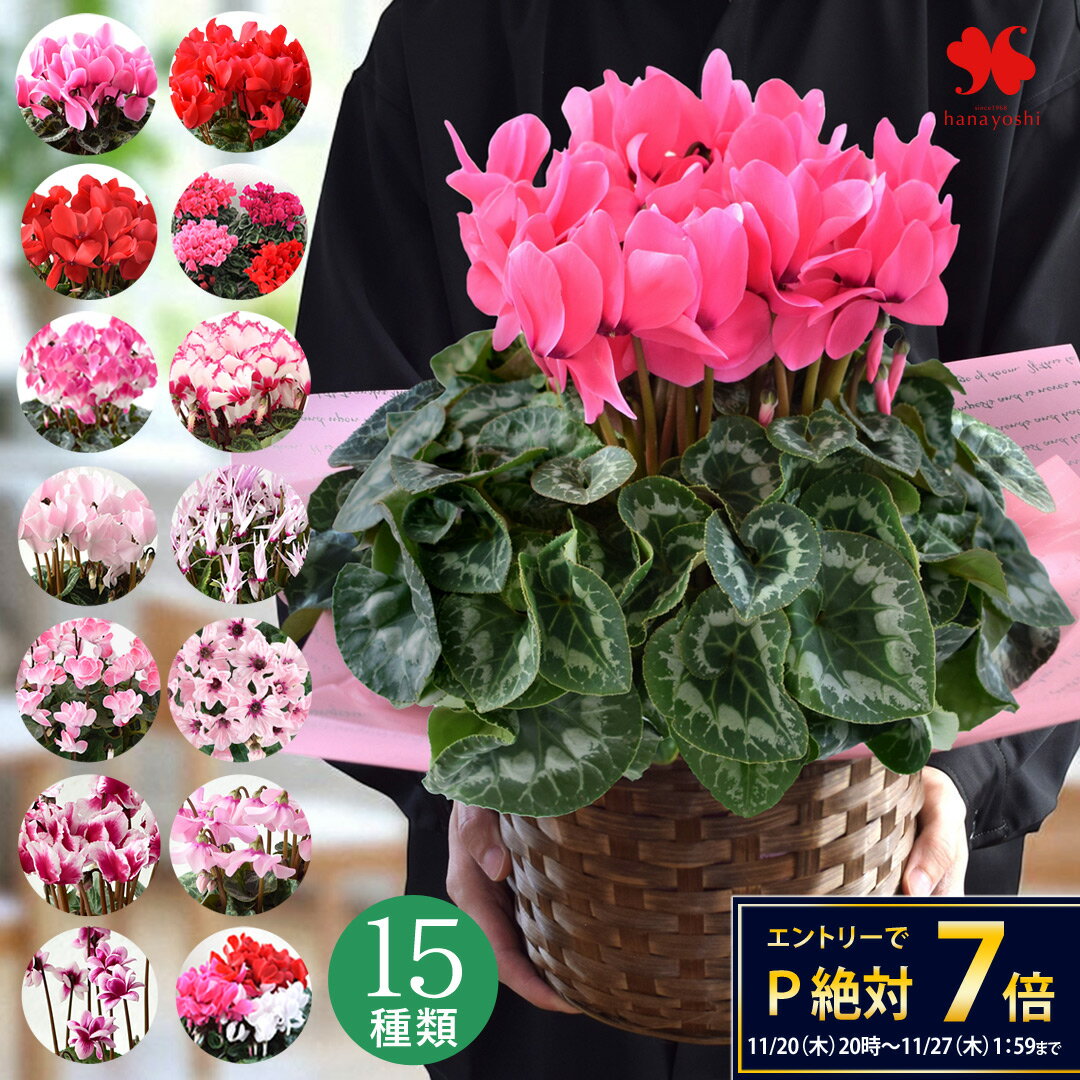 選べる シクラメン 鉢植え 4号 5号 6号 バスケット付 赤系 ピンク系 希少品種 3色植え※寒冷地お届け不可 シクラメン 鉢 お歳暮 ギフト 花 おしゃれ プレゼント 鉢花 記念日 退職祝い 贈答品 ウィンターギフト 冬ギフト いい夫婦の日 お歳暮 御歳暮