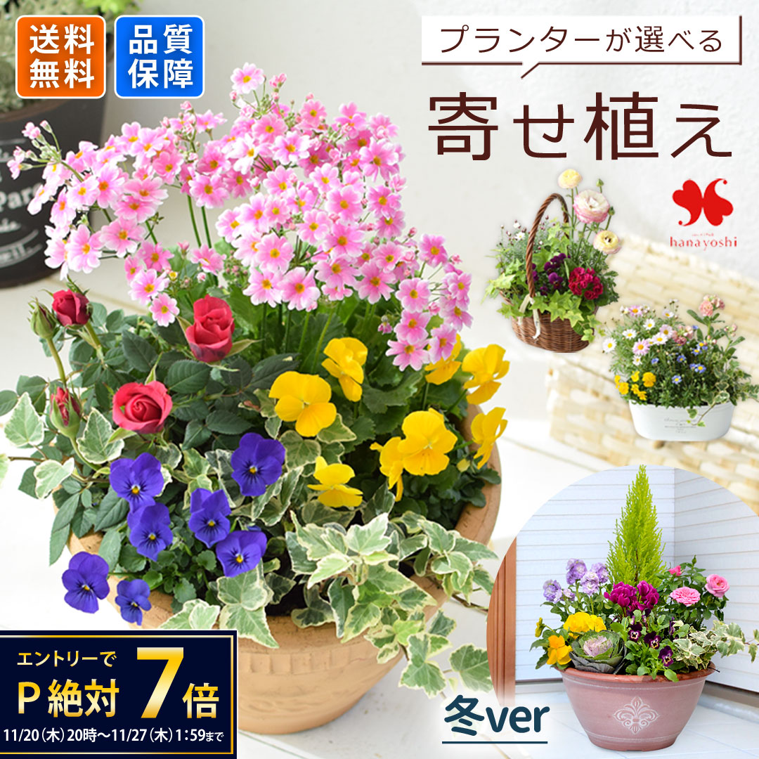 プランターが選べる 季節のおまかせ 寄せ植え M 旬のお花をたっぷり 鉢植え フラワーギフト 花 鉢花 花鉢 花苗 お祝い 誕生日 プレゼント 女性 玄関 友人 お誕生日 お花 祝い ガーデニング 結婚記念日 退職祝い 開店祝い 冬ギフト いい夫婦の日 お歳暮 御歳暮