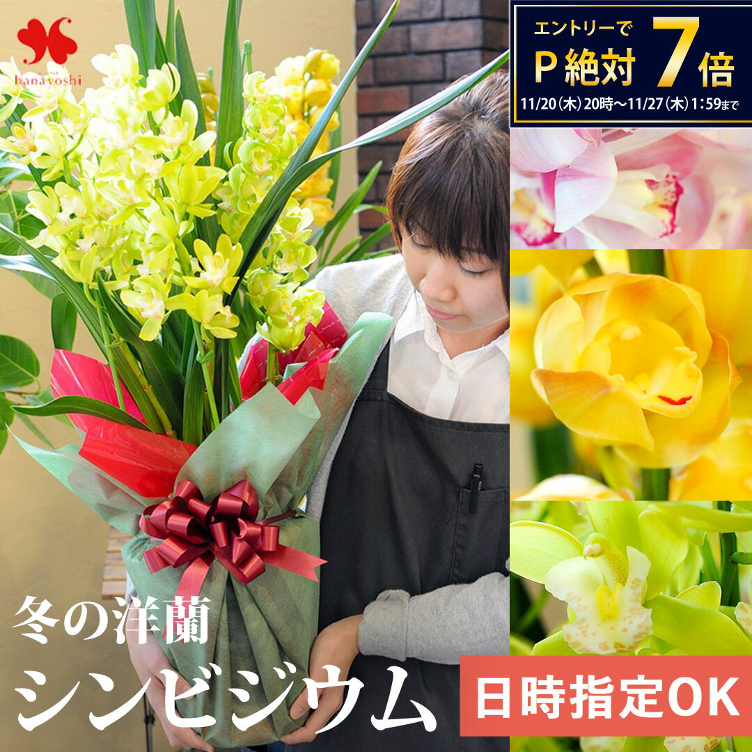 洋蘭の国、徳島から シンビジウム 3～4本立 選べる3色 御歳暮 お歳暮 花 ギフト 鉢植え 花鉢 鉢花 洋ラン 洋らん 蘭 シンビジューム 誕生日 プレゼント 母 祖母 女性 寒冷地不可 クリスマス 法人 退職祝い 開店祝い 冬ギフト いい夫婦の日 お歳暮 御歳暮