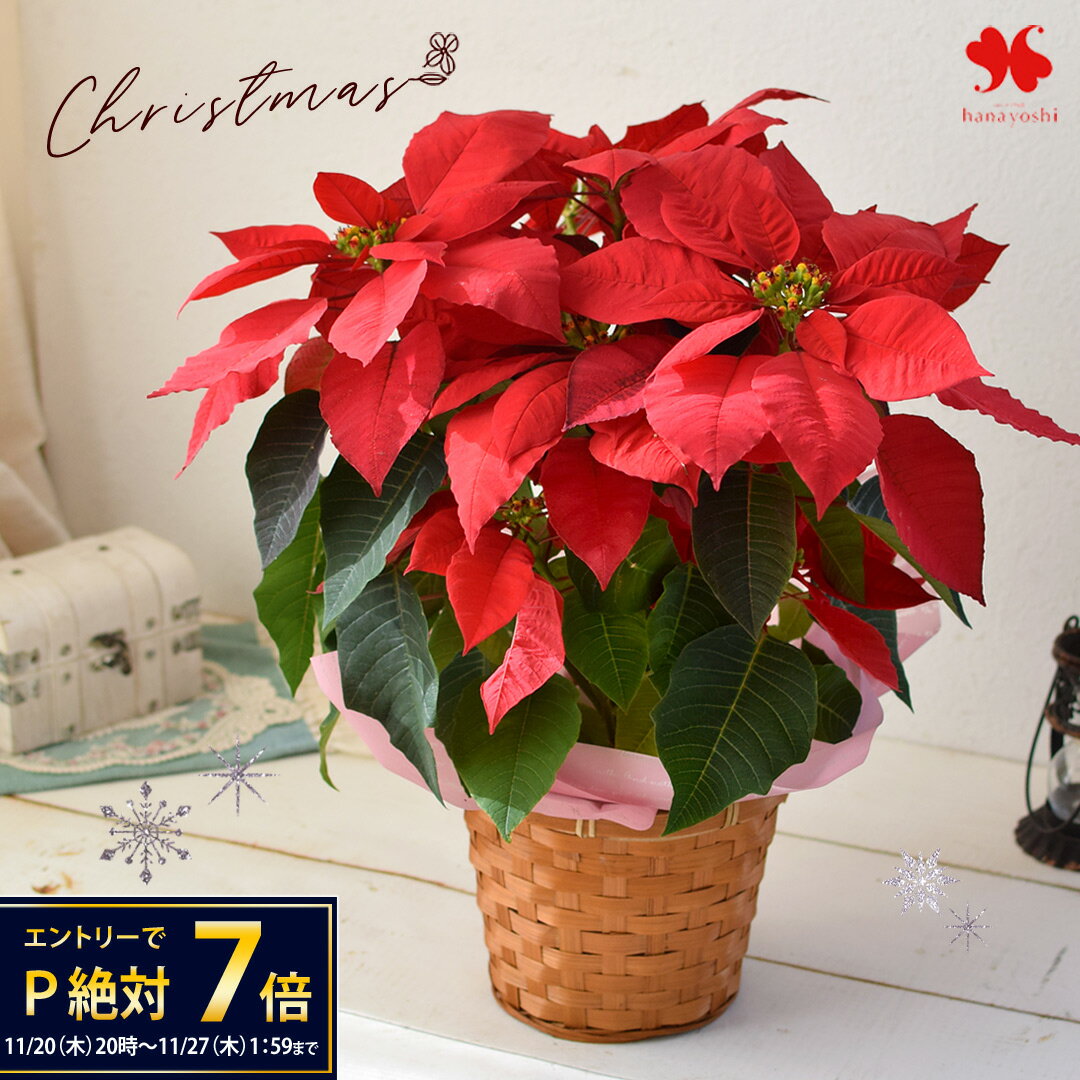 ポインセチア 鉢植え 5号サイズ 赤 花鉢 鉢花 お歳暮 花 ギフト 贈り物 冬 おしゃれ クリスマス 誕生日 プレゼント ウィンターギフト 冬の花贈り フラワーギフト 自宅用 退職祝い 結婚祝い お祝い お礼 30代 40代 50代 60代 70代 冬ギフト いい夫婦の日 御歳暮