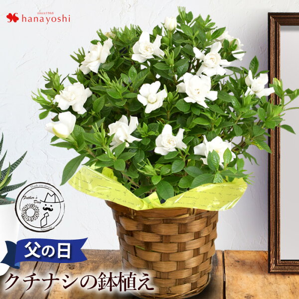 クチナシ みんな探してる人気モノ クチナシ クチナシ みんな探してる人気モノ クチナシ