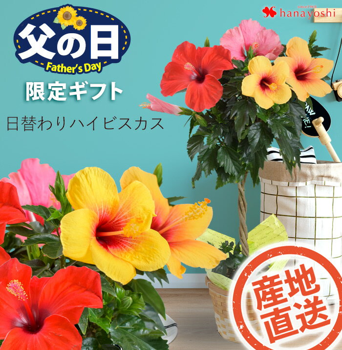 父の日 2024 花 プレゼント モリヒロ