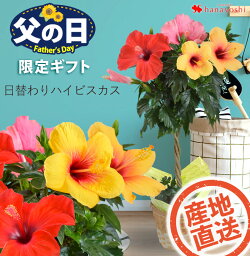 ハイビスカス 花の鉢植え 【マラソン×エントリー5倍】父の日 2024 花 プレゼント モリヒロさんの 日替わりハイビスカス 5号サイズのスタンド仕立て 鉢植え ギフト 花鉢 鉢花 父の日ギフト 父の日プレゼント フラワーギフト 誕生日 プレゼント お父さん おとうさん 父 父親 実父 義母 豪華 おしゃれ