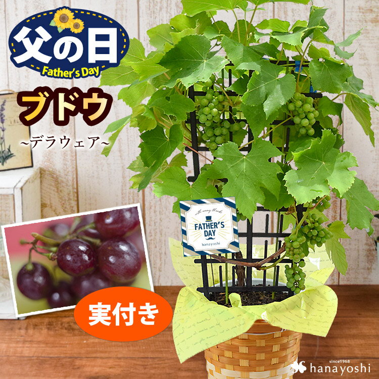 父の日ギフト 父の日 プレゼント 花 果樹 鉢植え 健康果実 ぶどう デラウェア 6号（実付き）収穫が楽しめる 鉢植 バ…