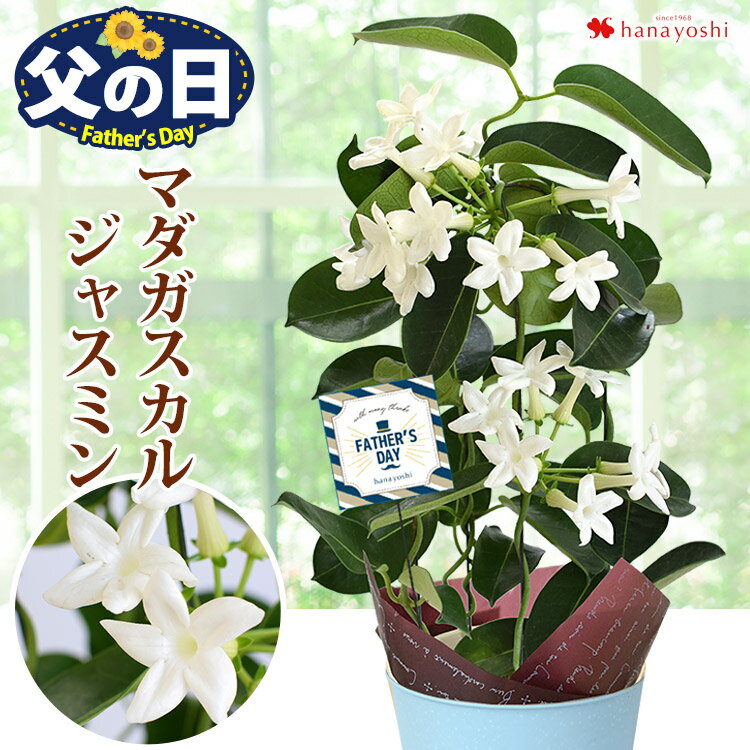 父の日ギフト 父の日 プレゼント 花 鉢植え マダガスカルジャスミン 鉢植え 爽やかな香り多年草 毎年 咲く 贈り物父の日プレゼント 鉢 鉢花 花鉢 ギフト 白 香りが良い花 育てやすい 常緑樹 つ…