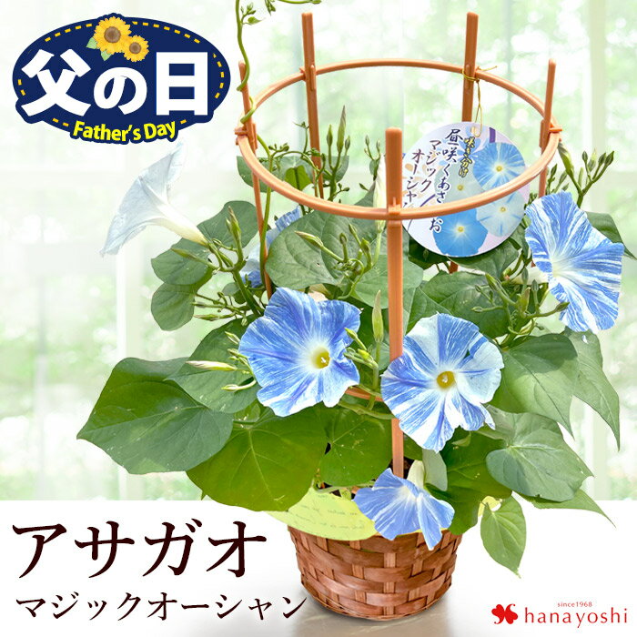 父の日 プレゼント 花 2024 送料無料 西洋朝顔 マジックオーシャン 行灯仕立て 鉢植え 咲き分け育てる楽しみを贈る父の日の贈り物 父の日ギフト 父の日プレゼント 鉢植え 鉢 鉢花 花鉢 ギフト あさがお アサガオのサムネイル