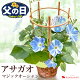 【楽天SS×P2倍】父の日ギフト 父の日 プレゼント 花 鉢植え 西洋朝顔 マジックオーシャン 6号鉢 行灯仕立て 鉢植え 咲き分け 長く咲く 朝顔父の日プレゼント 鉢 鉢花 花鉢 ギフト あさがお ...