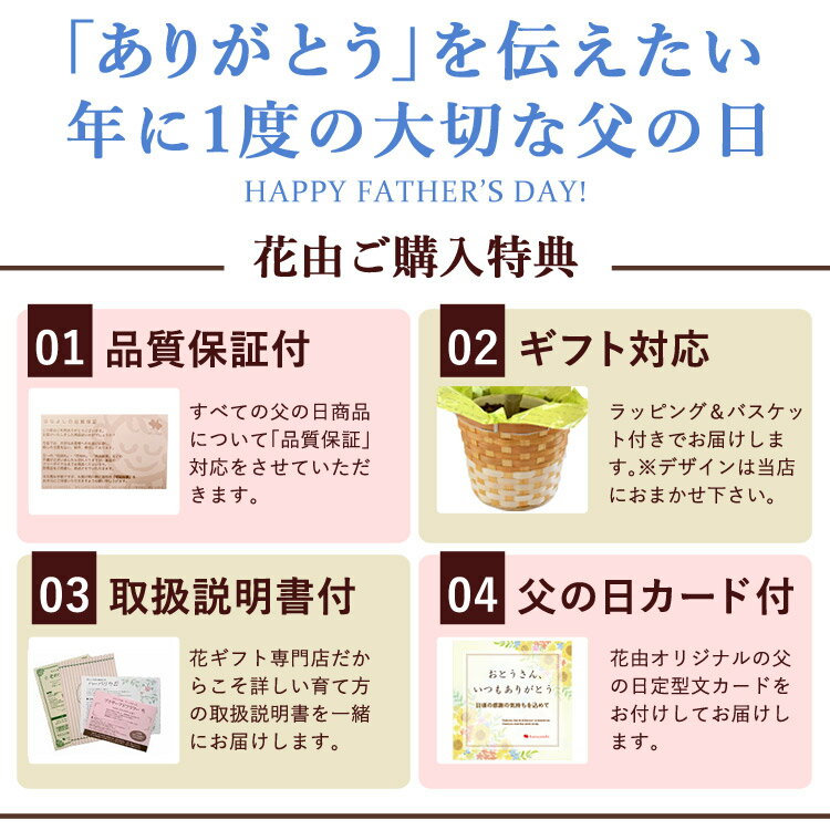 父の日 ギフト 送料無料 2024果樹 内山園芸さんの健康果実 ブルーベリー（実付）の鉢植え～お洒落なトレリス＆バスケット付 お父さんの健康を願って 父の日 ブルーベリー 鉢植え 父の日プレゼント 父の日ギフト 果物 3