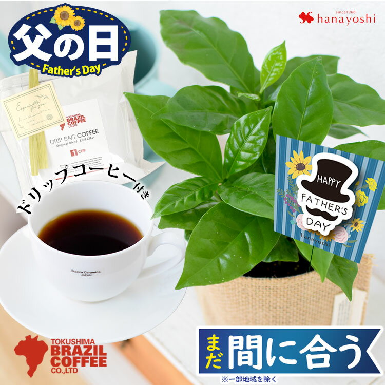 父の日 まだ間に合う（地域限定） 花 ギフト 観葉植物 コーヒー コーヒーの木 ミニ観葉植物 ＆徳島ブラジルコーヒーさんの ドリップコーヒー セット プレゼント コーヒーギフト コーヒー好き ドリップバッグ 珈琲 おしゃれ グリーン 50代 60代 70代 義父