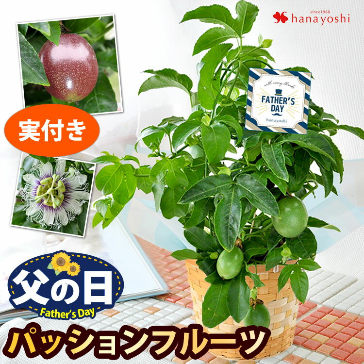 父の日 花 ギフト 送料無料 2024育てる楽しみを贈る父の日の贈り物 果樹実付パッションフルーツの鉢植え～バスケット付父の日ギフト 父の日プレゼント 鉢植え 鉢 鉢花 花鉢 グリーンカーテン 緑のカーテンのサムネイル